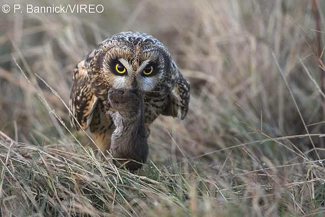 Short-eared Owl b53-5-069.jpg